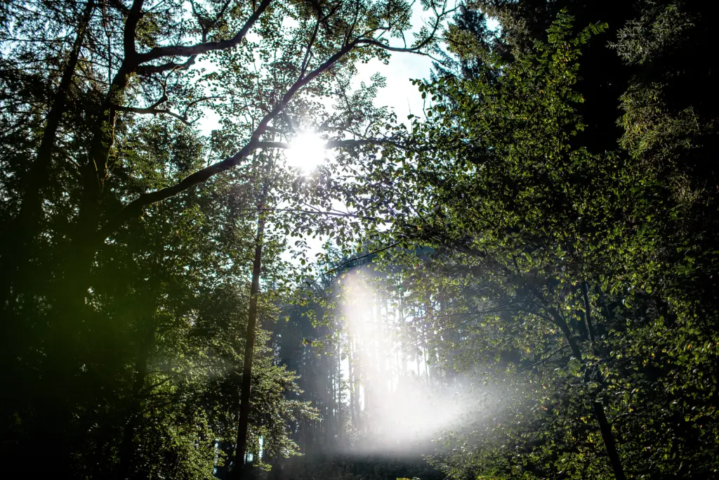 Oberland Media Referenzen Fotografie Wald Baeume