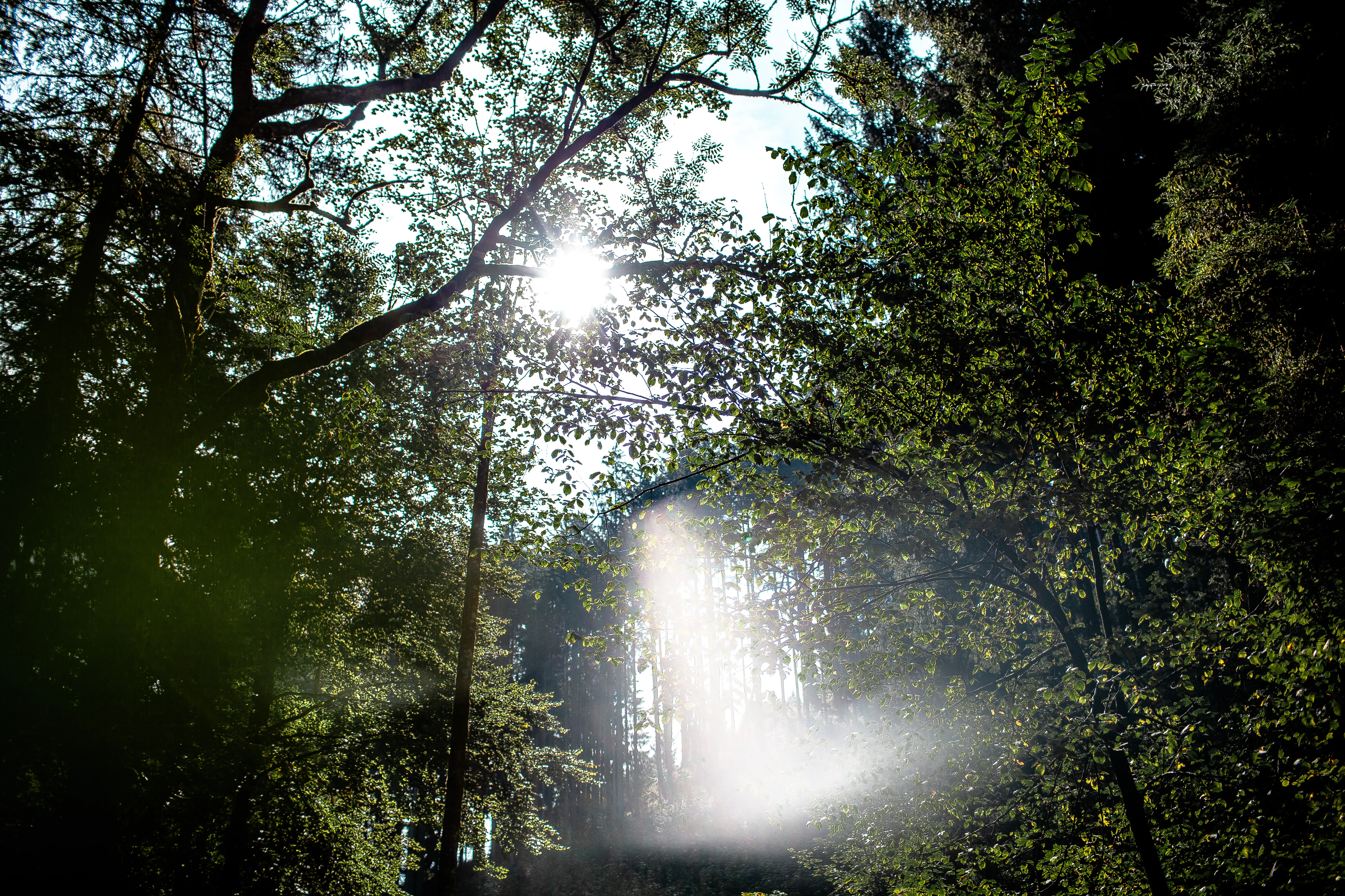 Oberland Media Referenzen Fotografie Wald Baeume